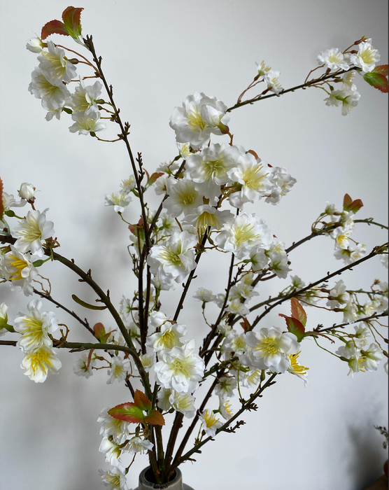 White Cherry Blossom