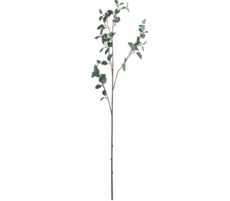Tall Eucalyptus Stem