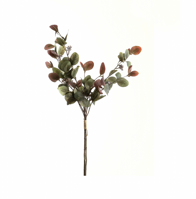 Variegated Eucalyptus