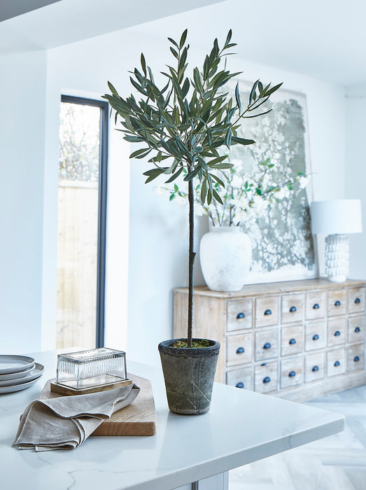 Olive Tree In Grey Stone Pot