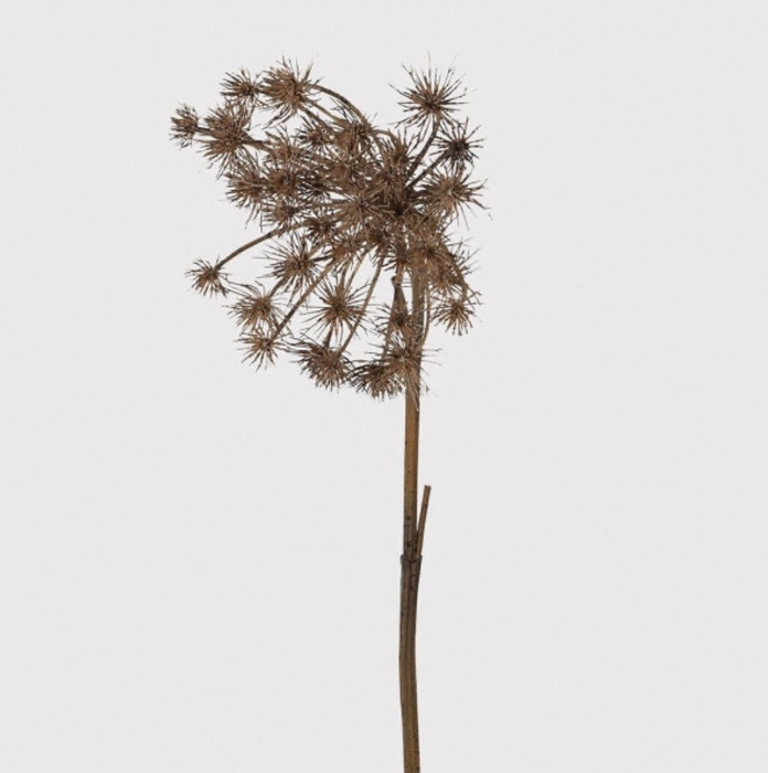 Queen Anne’s Lace Decor